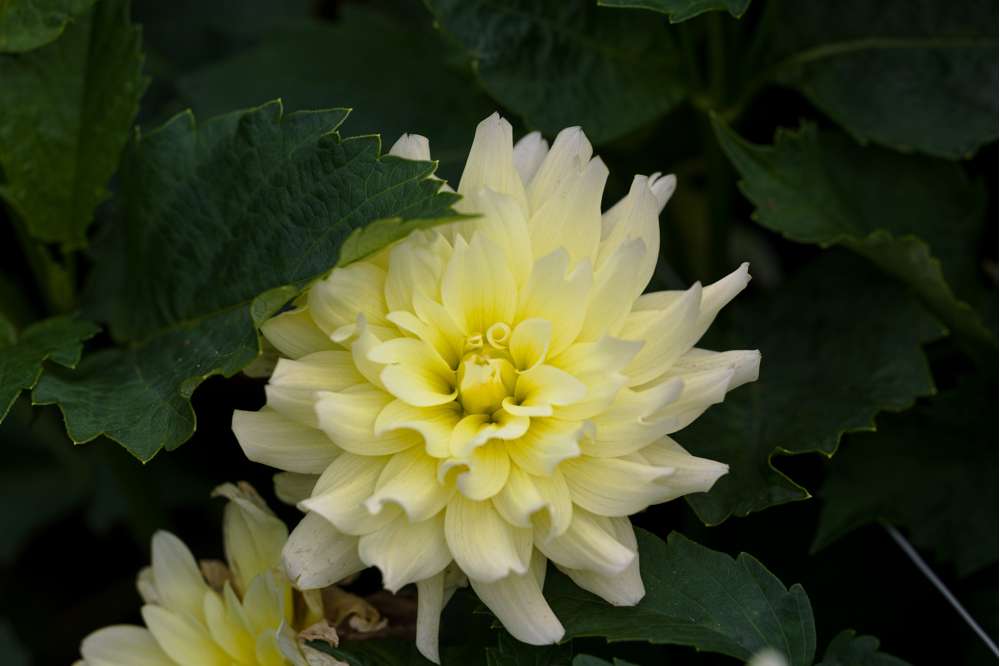 Dahlia 'Berliner Lemon'